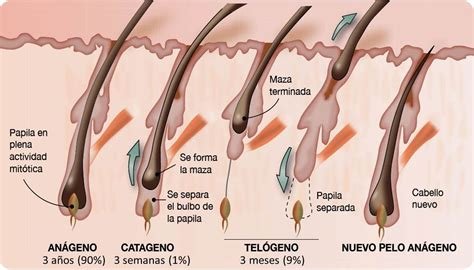 Entendiendo el ciclo de crecimiento del cabello con Evocapil